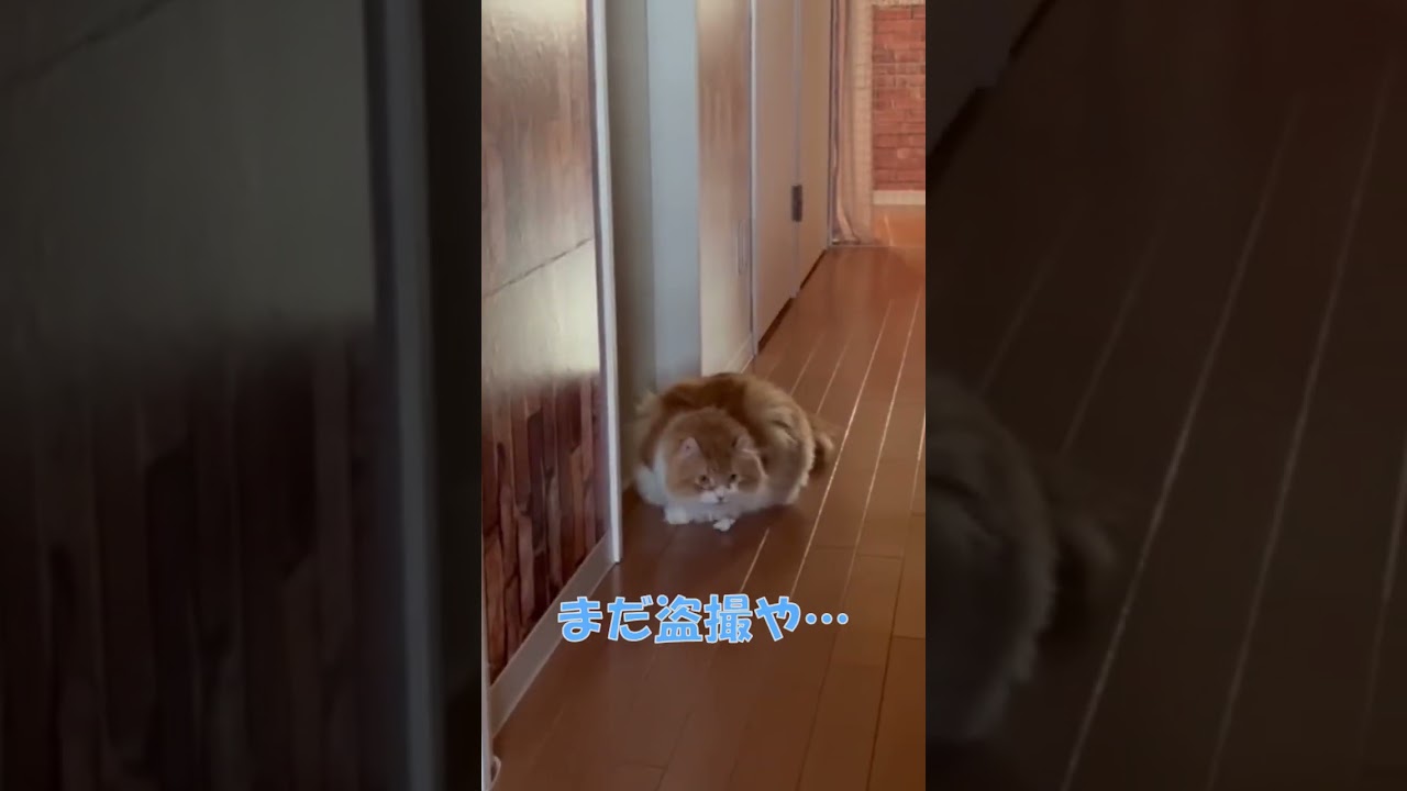 ひとりあそび #shorts  #猫 #アメリカンカール #cat