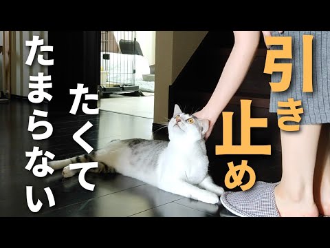 【元保護猫】子猫が主に出掛けてほしくなくて引き止めてくる