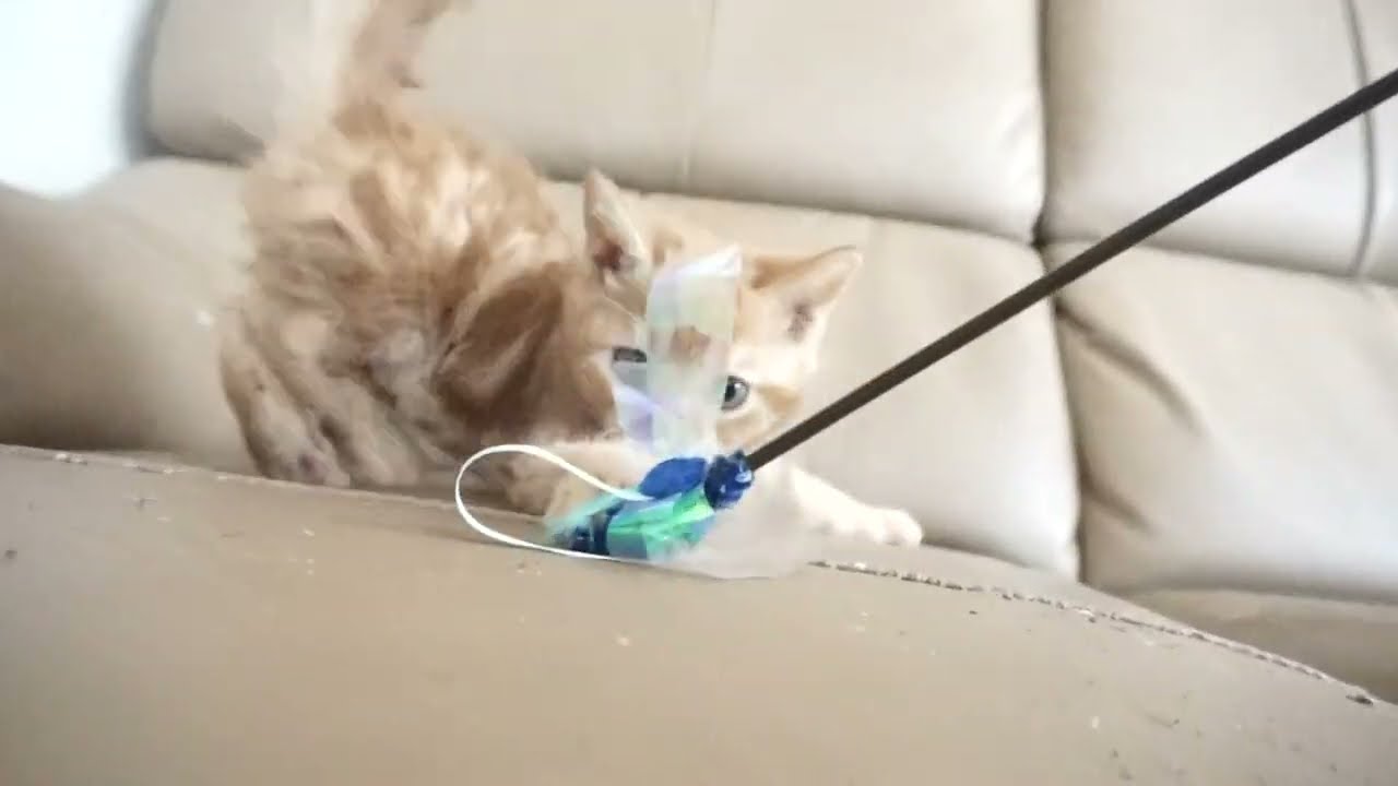 セルカークレックス子猫　2023.6.14産まれ 　レッドタビー　　男の子　シーダキャット猫のお店