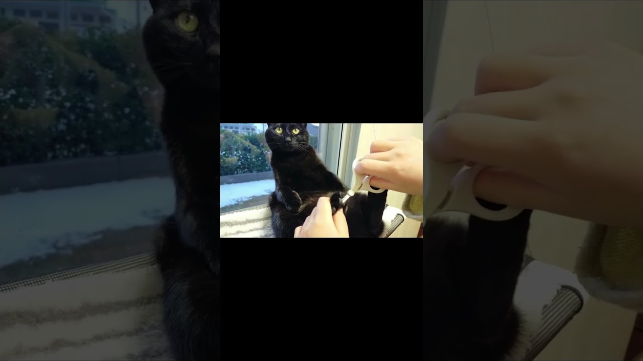202302お座り黒猫の肉球周り無駄毛カット#shorts