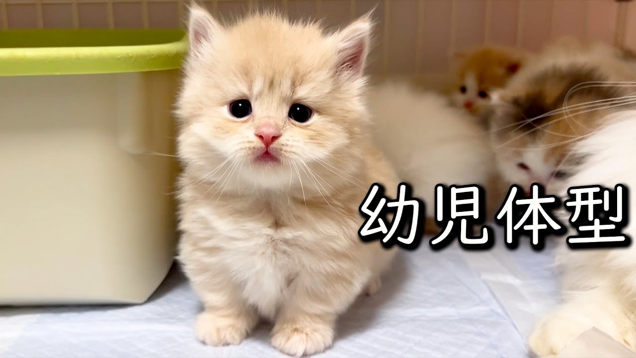 【マンチカンの子猫】子猫の体系は当然、幼児体型で可愛かった件 ∼猫のいる生活Vol.779~ 出産動画 マンチカン短足・ミヌエット・ペルシャ猫専門ブリーダー『ペット蔵人』【子猫の成長記録】