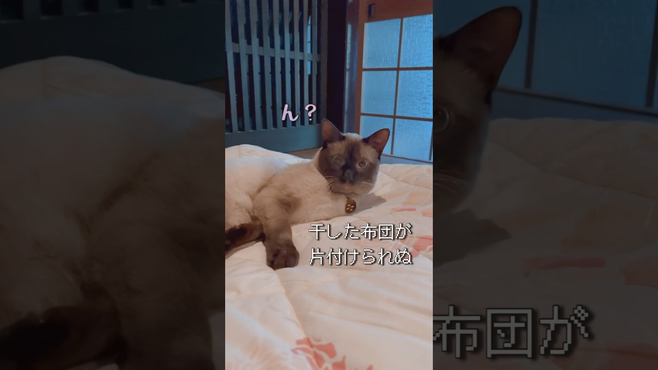 ふかふかお布団で寛ぎたい猫　#シャムミックス #保護猫 #short