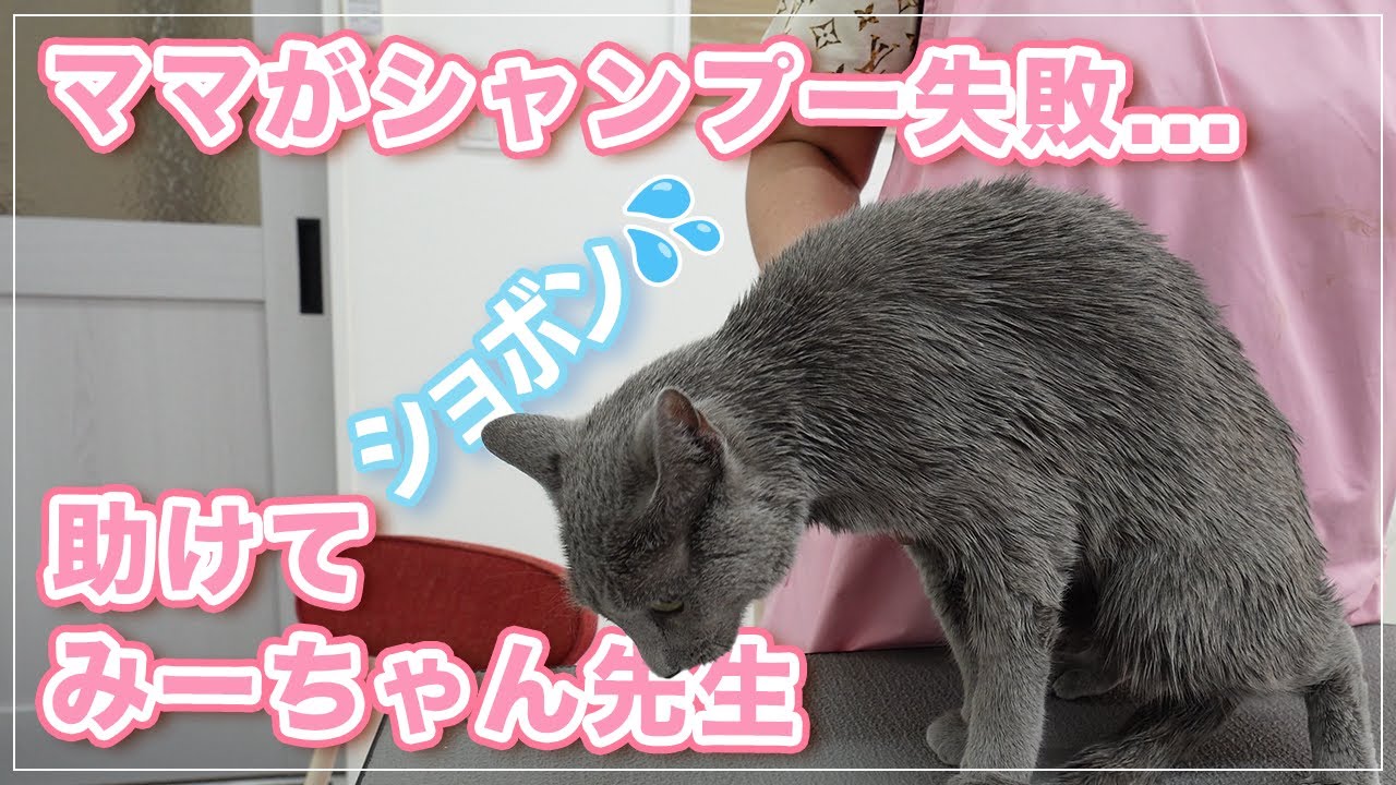 【もーにゃちゃん】昨日ママがシャンプー失敗（泣）よけいボサボサに?! 助けてみーちゃん先生【ロシアンブルー】