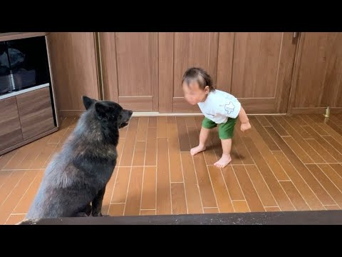 【面白すぎw】甲斐犬と１歳児と猫でお留守番させたらこうなった