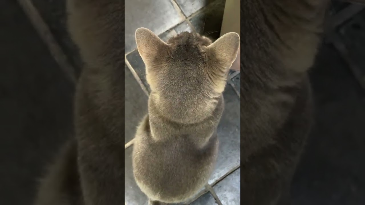 #風の猫　外から戻って来て..　声をかけても..　スマートフォンを向けている間は..　顔を上げない猫…　#shorts