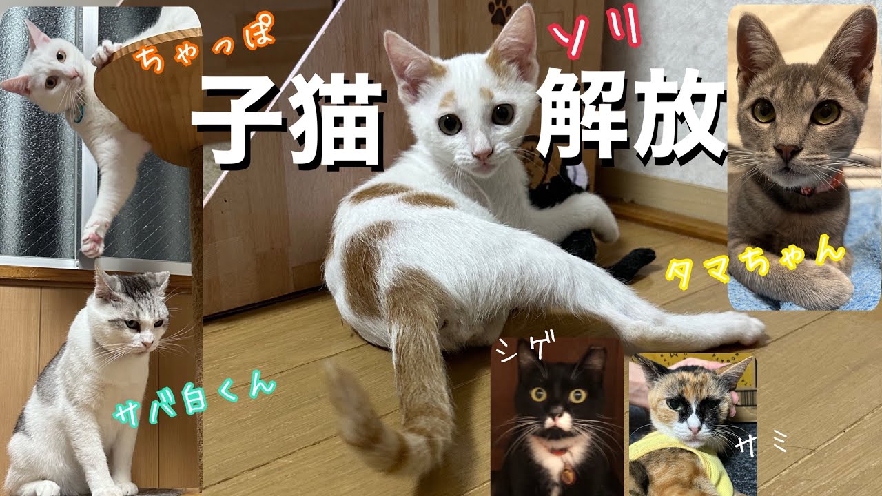 [保護猫部屋]子猫を解放してみたら・・・。トライアル中のシゲ、断尾したサミ[近況]ソリ、ちゃっぽ、サバ白くん、タマちゃん、イケジ[沖縄里親募集中]