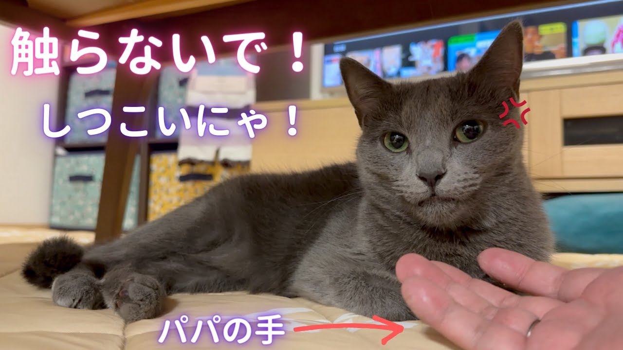 オジサンの絡みに耐える我慢強い猫（ロシアンブルー）