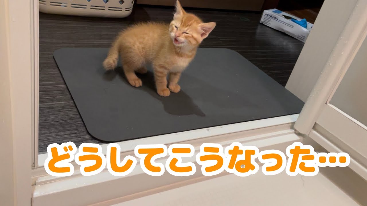 【報告あり】茶トラの子猫がシャワー経験したらこうなってしまいました