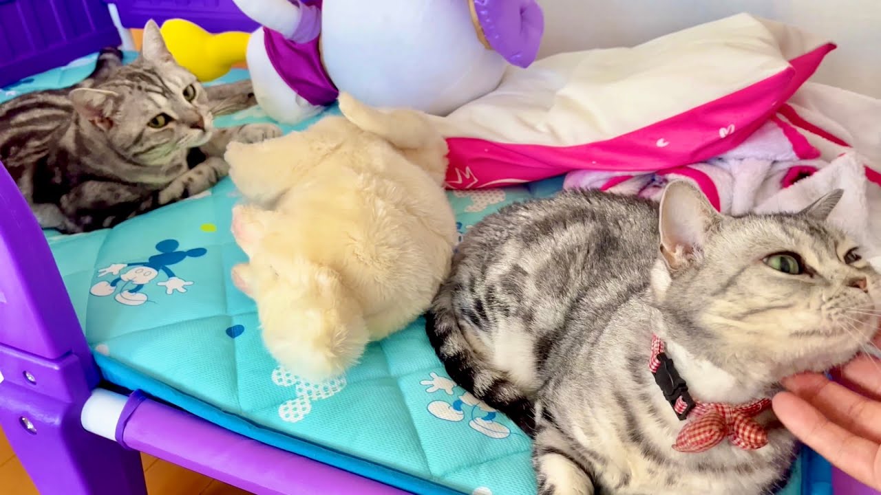 あいちゃんとクロくんが同じベッドで...💓 #猫 #アメリカンショートヘア