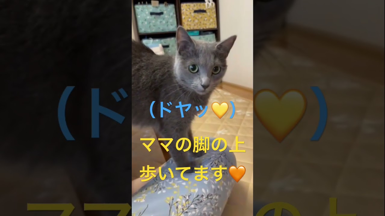 ママにドヤる可愛い猫（ロシアンブルー）#shorts