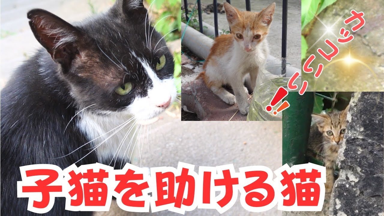 子猫の一大事に速攻で駆けつけ睨み合いをする猫！保護して！と去ったと思える・・・ネコ歩き