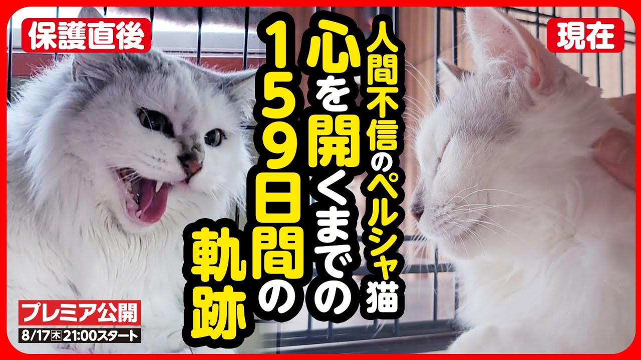 【感動 号泣】人間が怖い...シャーシャー威嚇を続けた保護猫との159日間