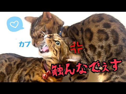 愛妻家の旦那猫が本日も鬼嫁にめげず愛を伝えています
