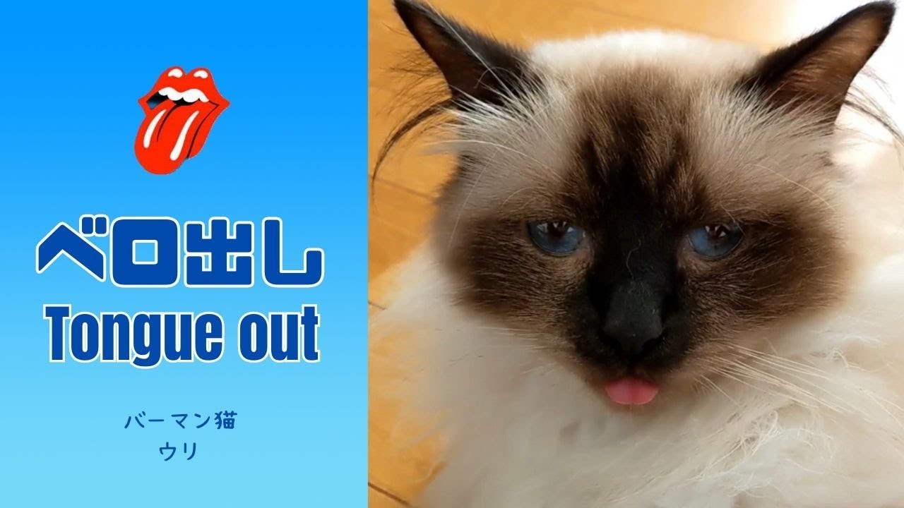 バーマン猫ウリ【ベロ出し】Tongue out（バーマン猫）Birman/Cat