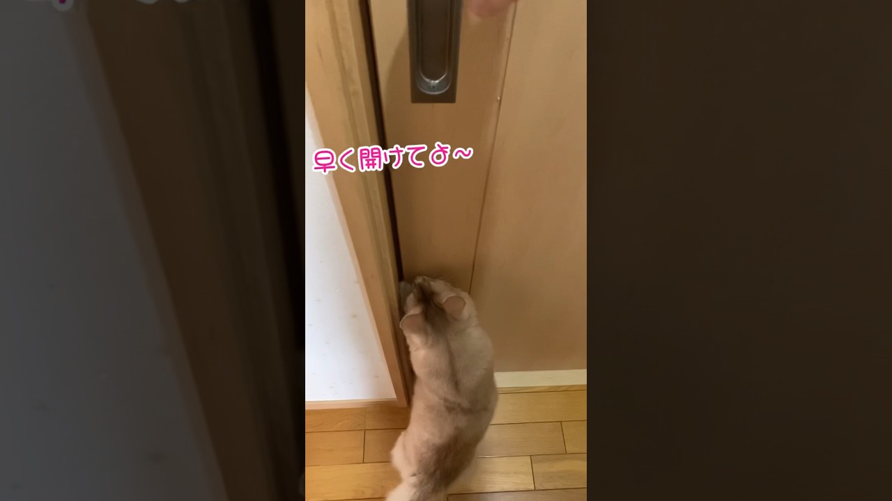 ケチっ！#shorts #猫 #ソマリ