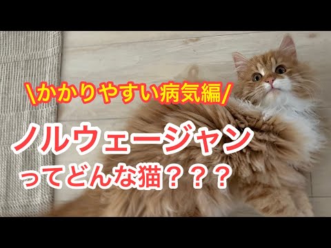 【ノルウェージャンフォレストキャットってどんな猫？〜かかりやすい病気編〜】
