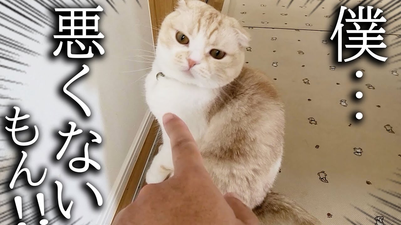 猫を真剣に怒ったら秒で犬が助けに来ました...