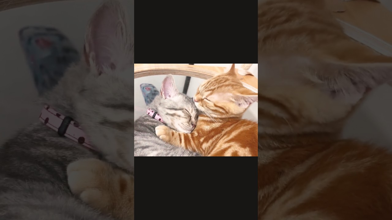 ぼくがおねぇちゃんをまもってあげるんだ！ #猫 #子猫 #マンチカン