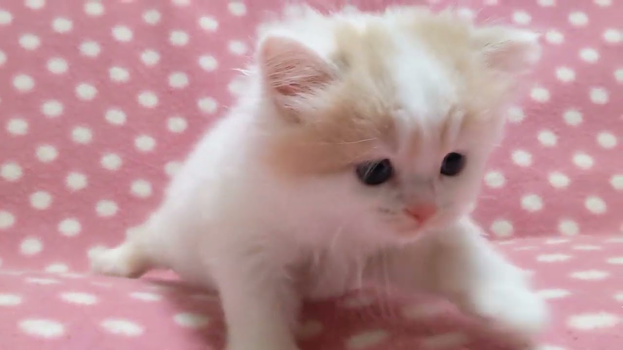 スコティッシュフォールド 体が白くてキレイな優しい3兄弟♪　毛色クリームタビーホワイトバン（ロングヘアー）