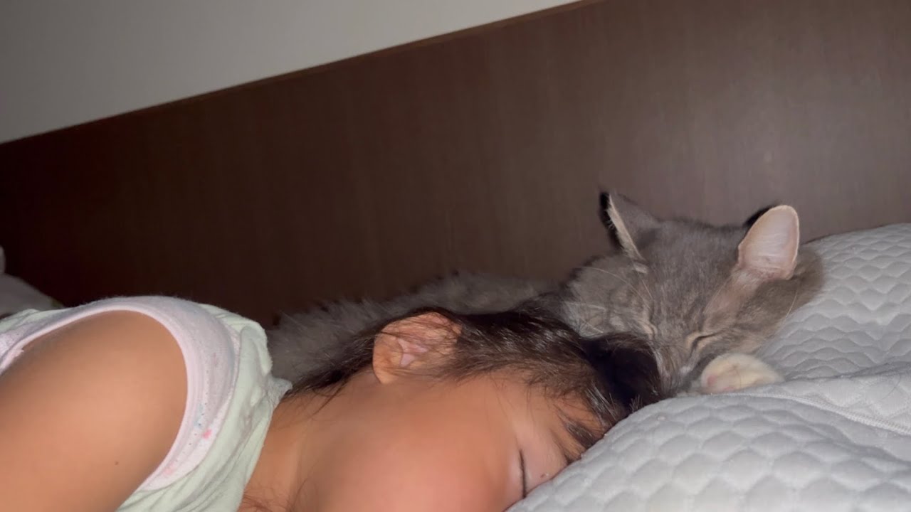 子供と同じ枕で眠る猫　ノルウェージャンフォレストキャット　Cat sleeps on same pillow as child