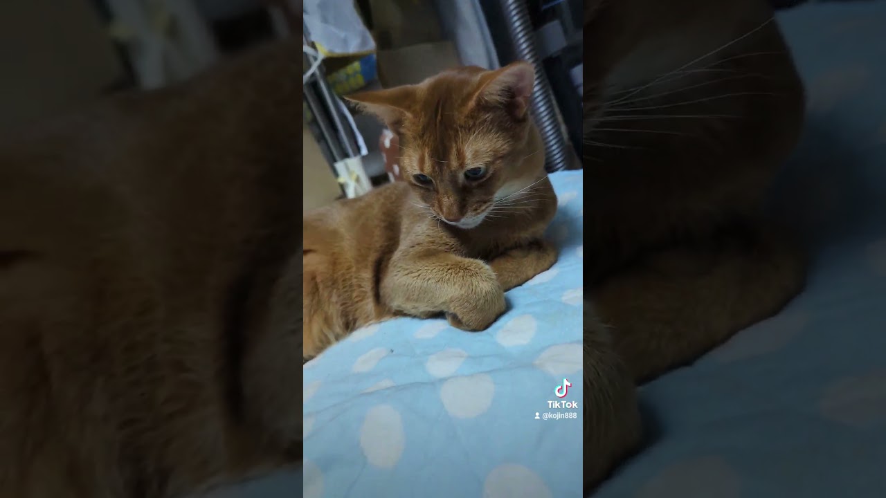 8/8眩しいあびにゃん（´・ω・`） #cat #ねこ #アビシニアン  #猫