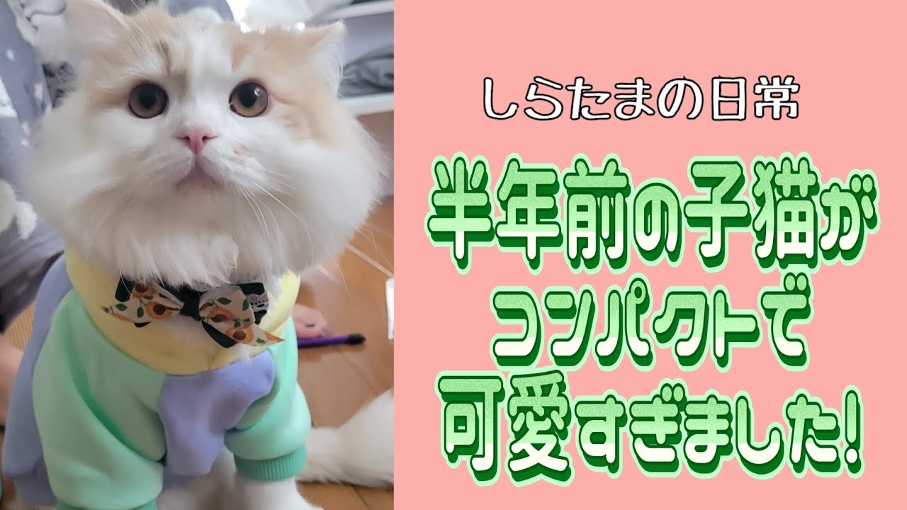 半年前の子猫がコンパクトで可愛すぎた！#ラガマフィン #猫動画 #子猫