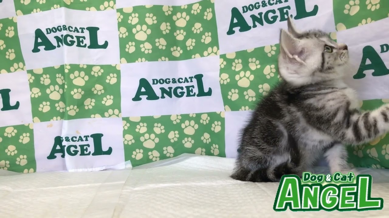 アメリカンショートヘアー 2308042 【ペットショップエンゼル　子犬・子猫販売】