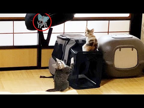 子猫が先住犬に狩りを教わり、　立派なハンターになりました。