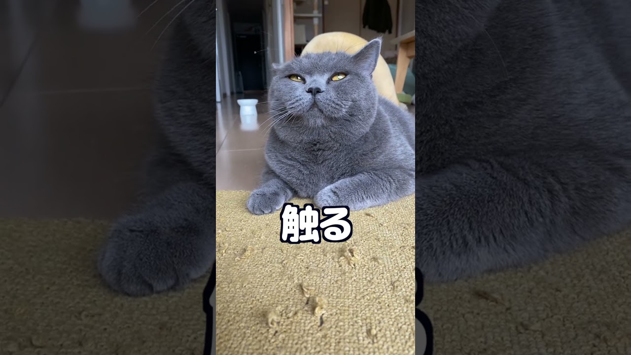 【ブリティッシュショートヘア】やっぱり猫はマグロになります2!