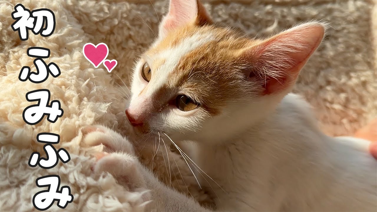【7日目】子猫が家に来て初めてふみふみしました！！