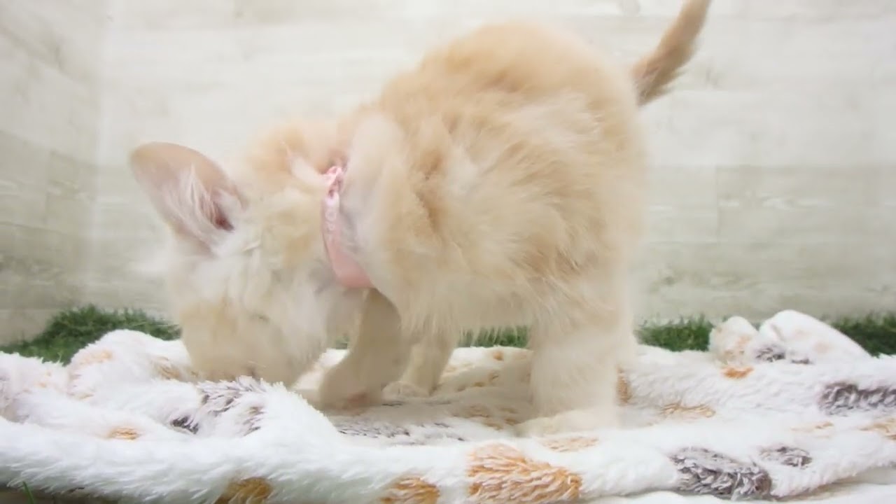 Coo&RIKU　No00643364 アメリカンカール