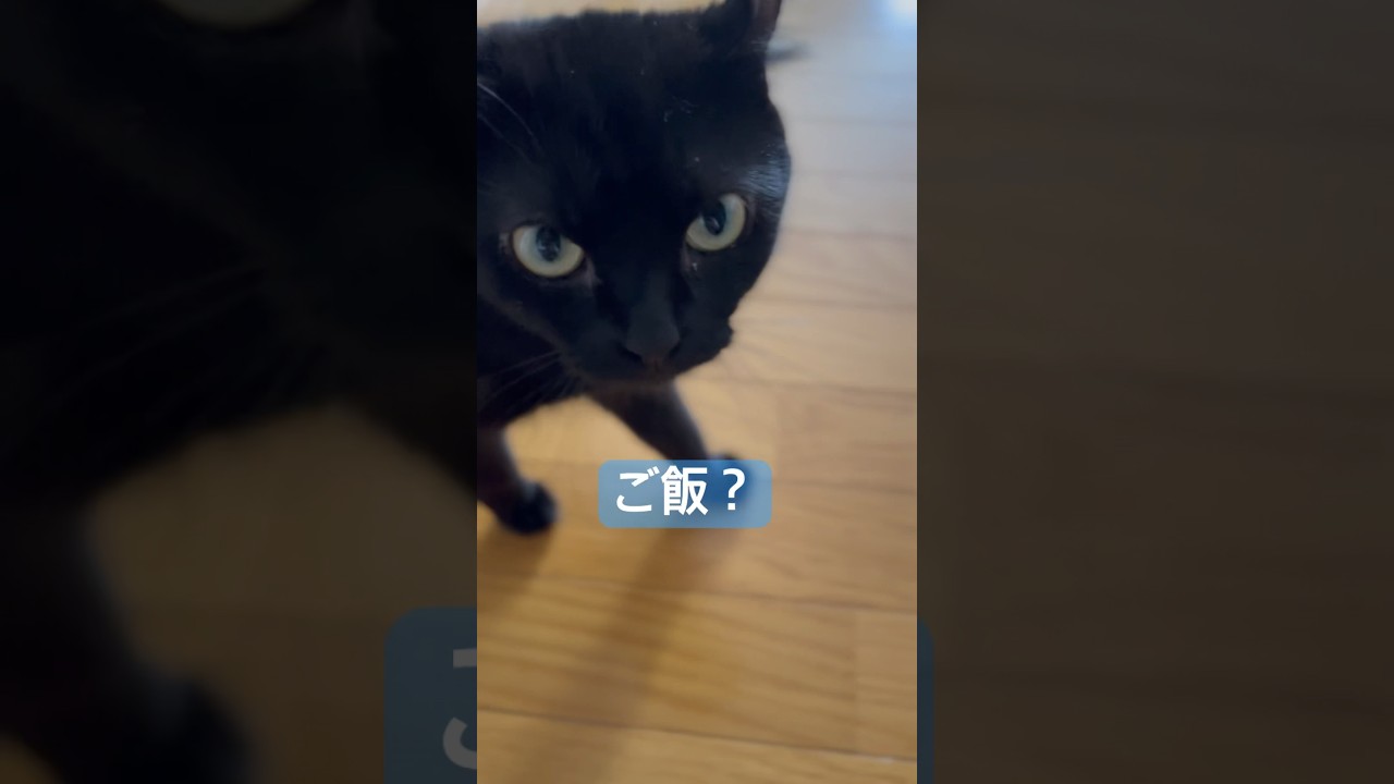 人間の帰宅後ご飯の催促をする猫様🐈‍⬛言葉を完全に理解しているエマ様が尊い❤️‍🔥#shorts #cat #アメリカンカール #猫 #ねこ #cute #americancurl