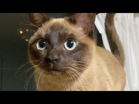 トンキニーズ 【2023/02/23】