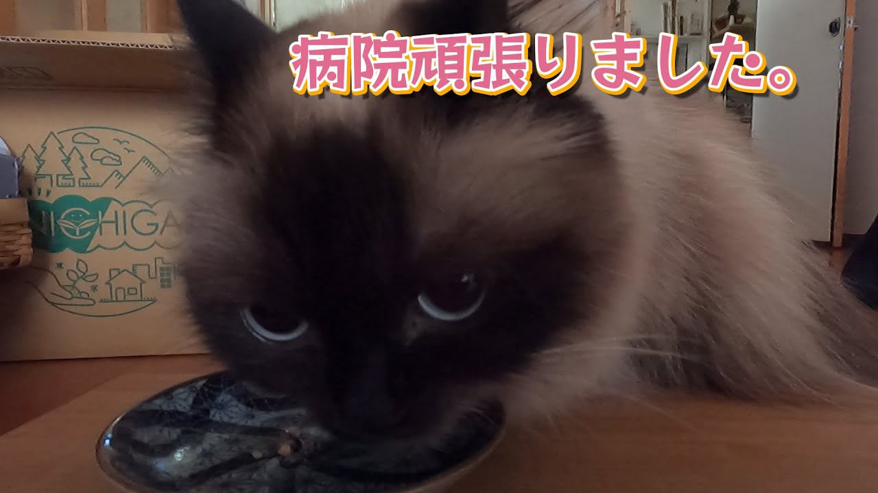 【猫】【猫のいる生活】お薬もきちんと食べるグリンです。　　#子猫　#ヒマラヤン　#ラグドール　#猫