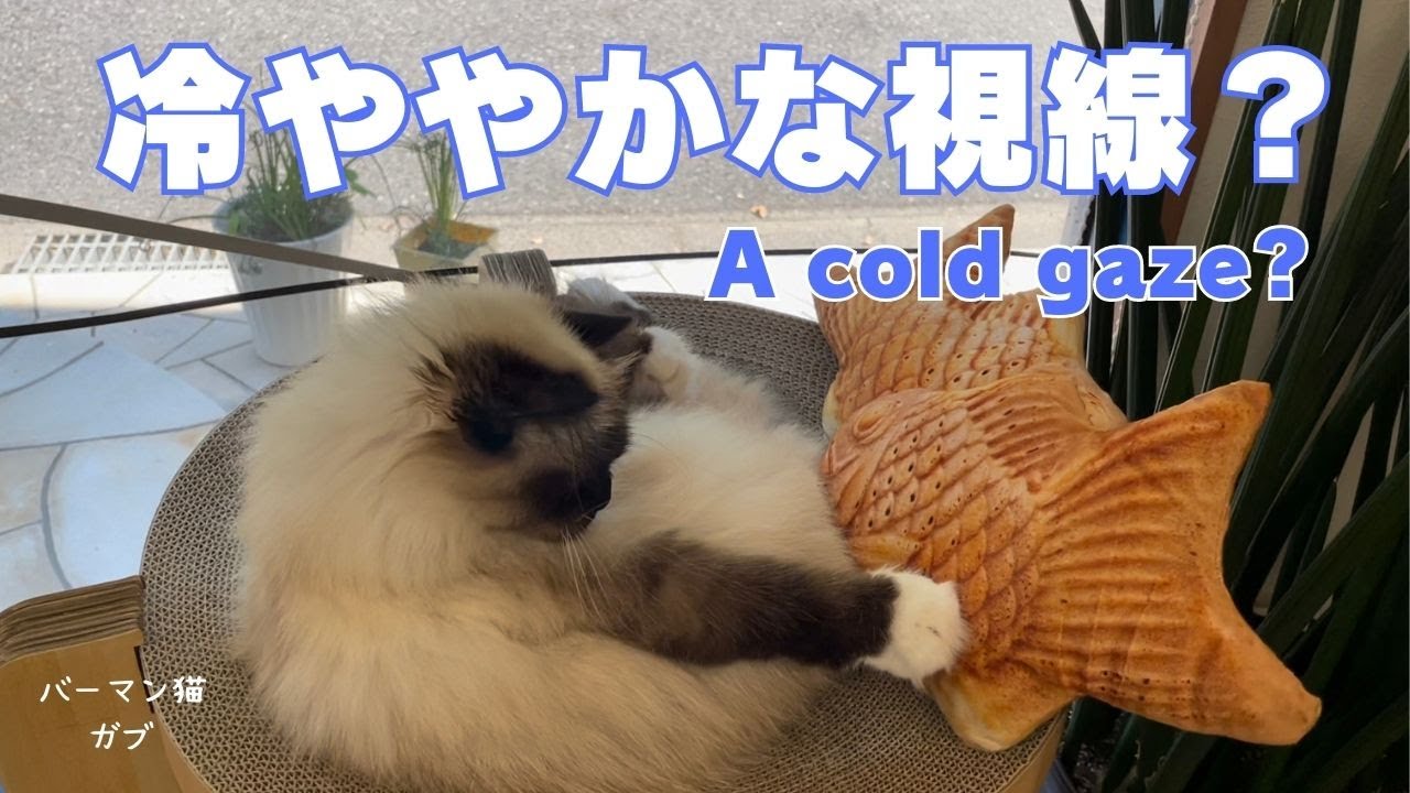 バーマン猫ガブ【冷ややかな視線？】（バーマン猫）Birman/Cat