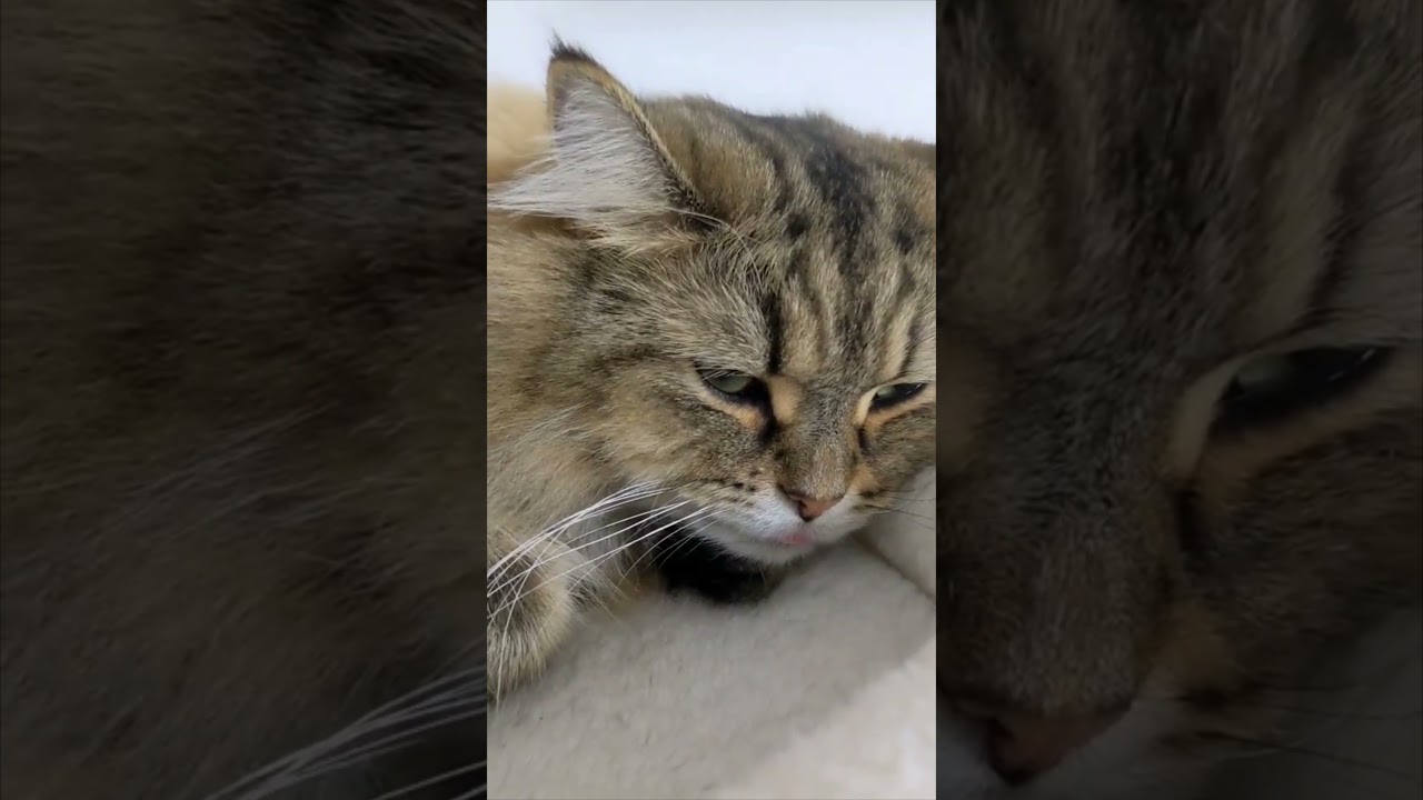 ベロ出したままウトウトする猫。【ミヌエット】＃Shorts