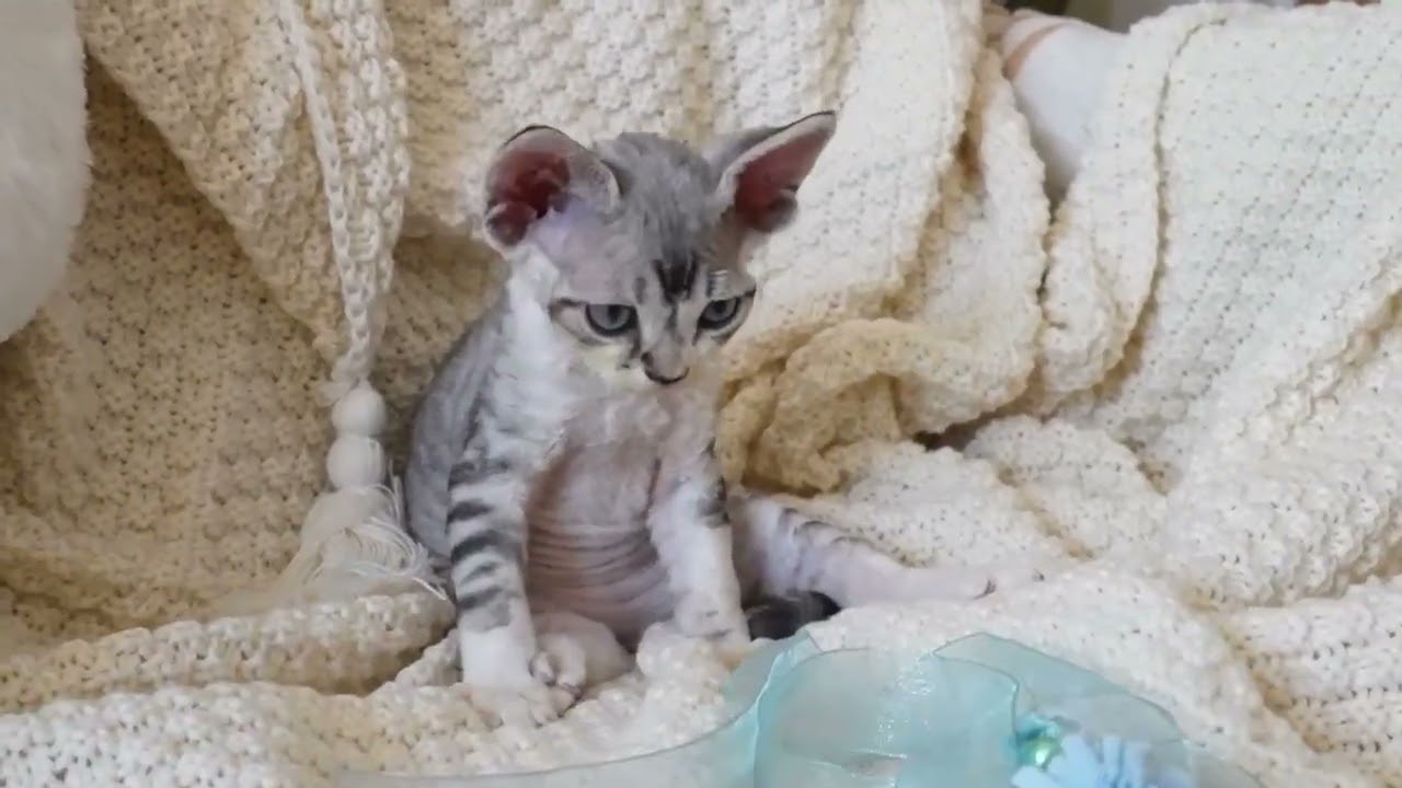 大人しいけど人に懐こい