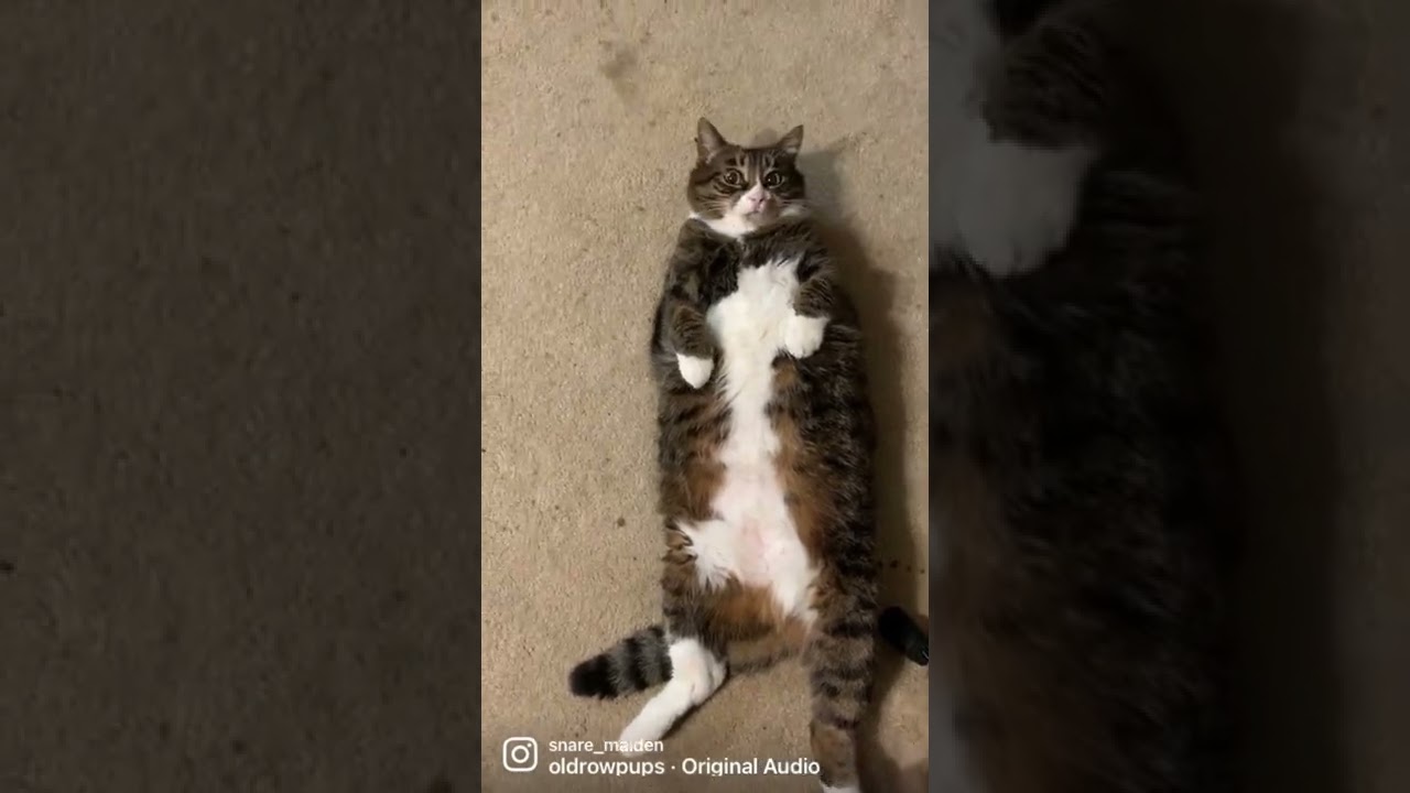 Manx cat living her best life!