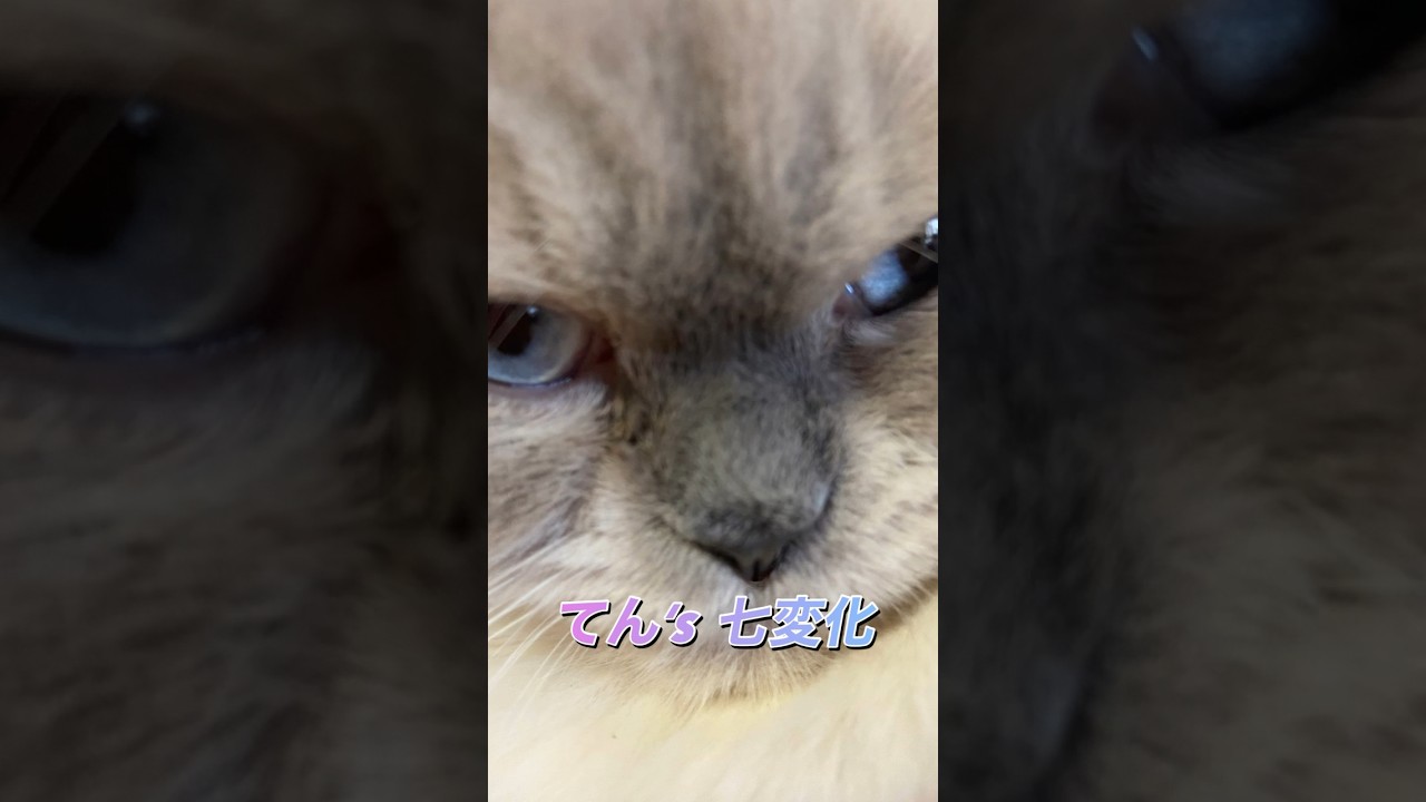 てん’s 七変化 #ネコ #ショート #七変化#にゃんまるにゃんにゃん #ヒマラヤン