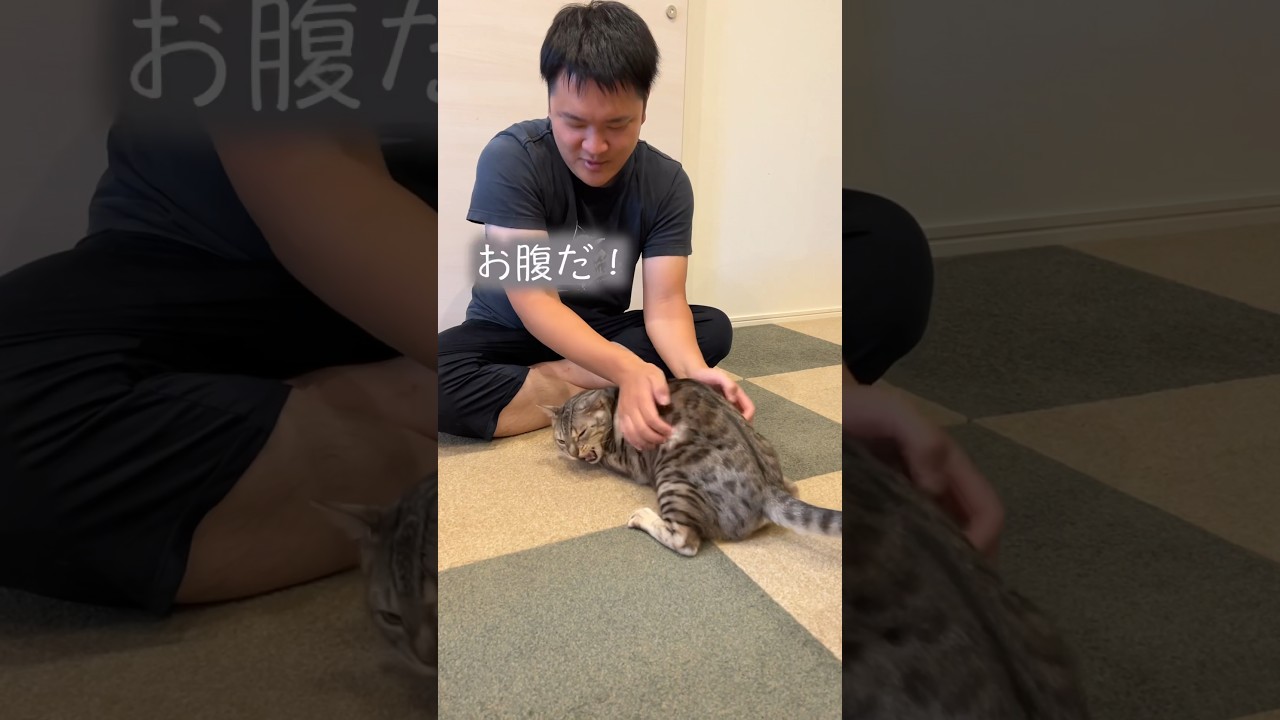 お尻じゃなくてお腹を叩かれても喜ぶネコ #ベンガル #ルトロゼ #猫