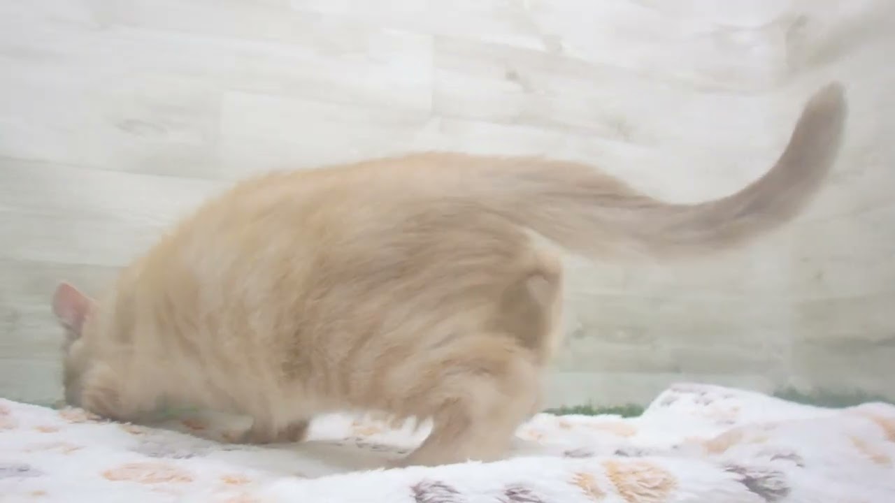 ペットショップcoo&riku No.00645468 アメリカンカール