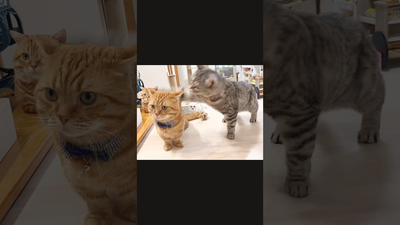 唐突に妻からひっぱたかれた茶々パパ。 #猫 #マンチカン #shorts