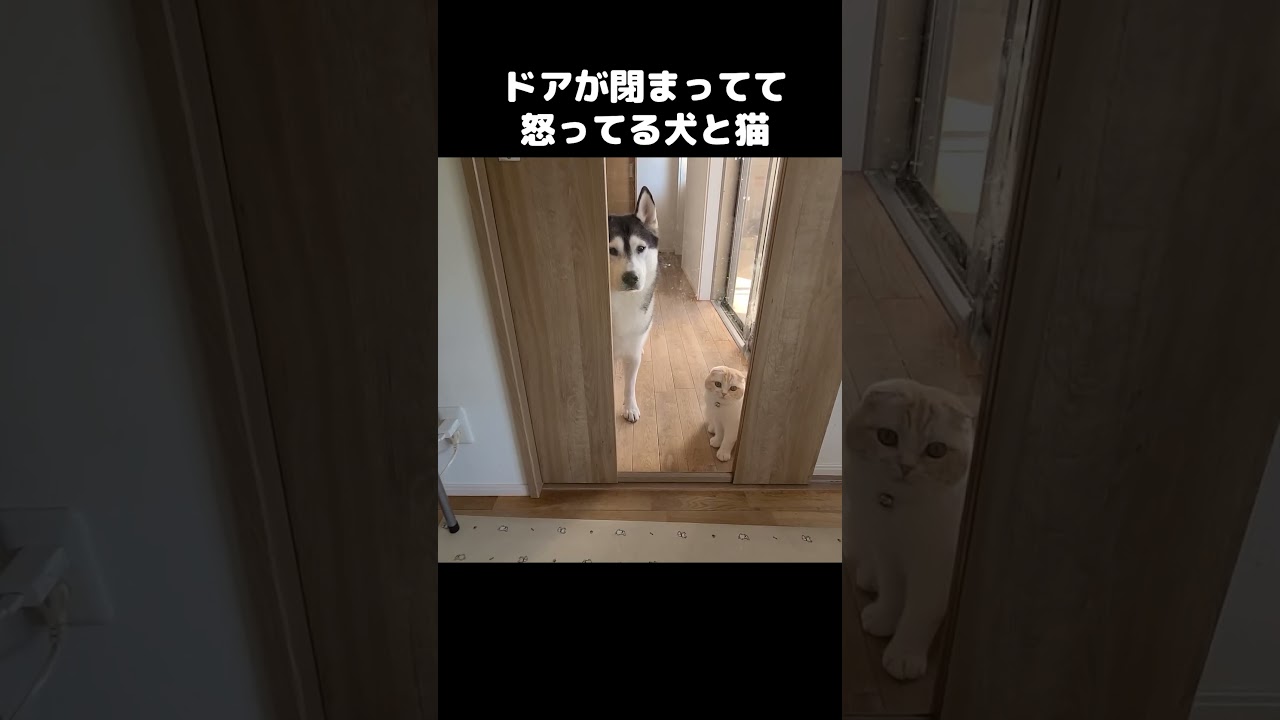 ドアが閉まっててカンカンに怒ってる犬と猫がこちら...#shorts
