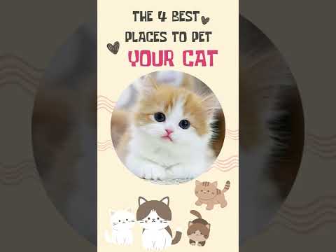 The 4 Best (and Safest) Places to Pet Your Cat