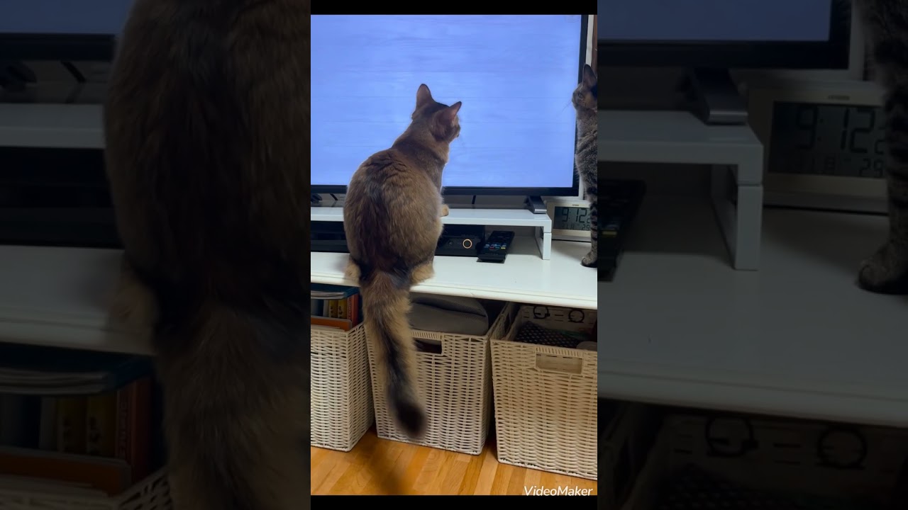 YouTubeだいすき♡ソマリ猫