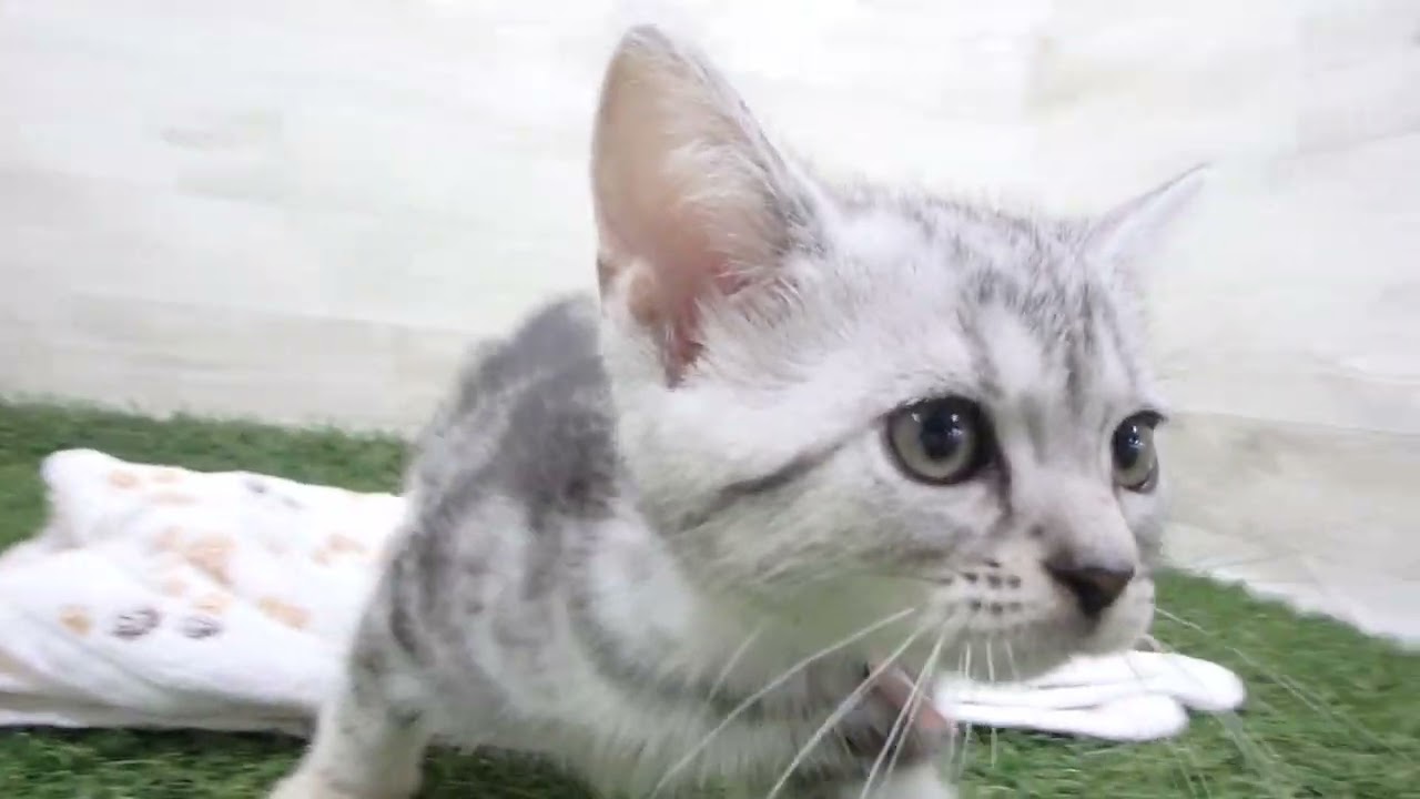 Coo&RIKU　No00643341 アメリカンショートヘアー