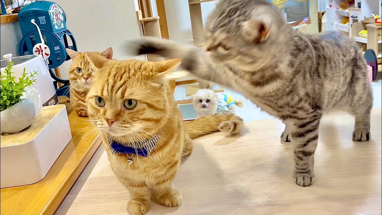 夫の後ろ姿を眺めてたらついついひっぱたきたくなった妻とそんなことが起きてるとは露知らずにごはんを待ってる茶々 #猫 #マンチカン