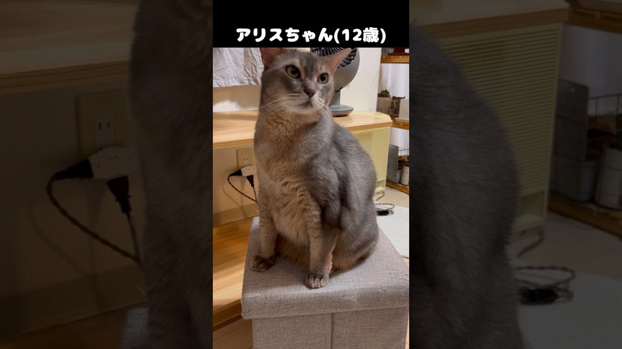 結果にコミット？ #shorts #猫動画 #アビシニアン #cat #まな猫