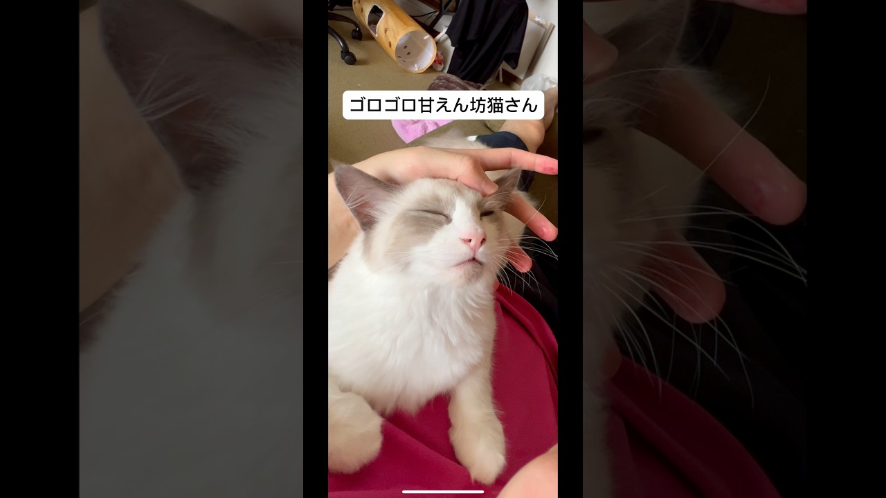 【ラグドールのわたげ】帰ってきたらゴロゴロ甘えてくる猫#shorts #猫 #ラグドール
