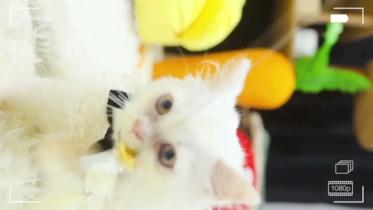 セルカークレックス 抱っこが大好き💕